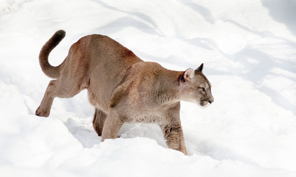 Colorado Mountain Lion Scratch Man In the Head